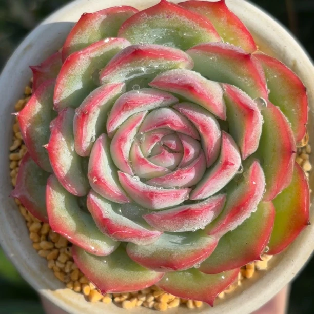 慢悠花房 侧影 精品多肉办公室阳台绿植园艺盆栽花卉庭院多肉植物