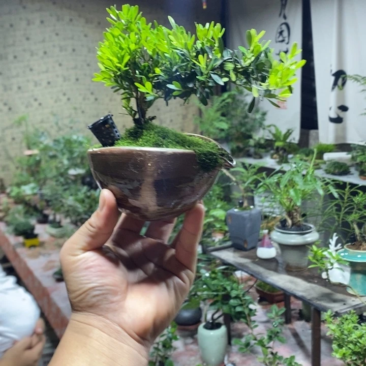 旺***旺完全开放退款拉黑一物一拍40