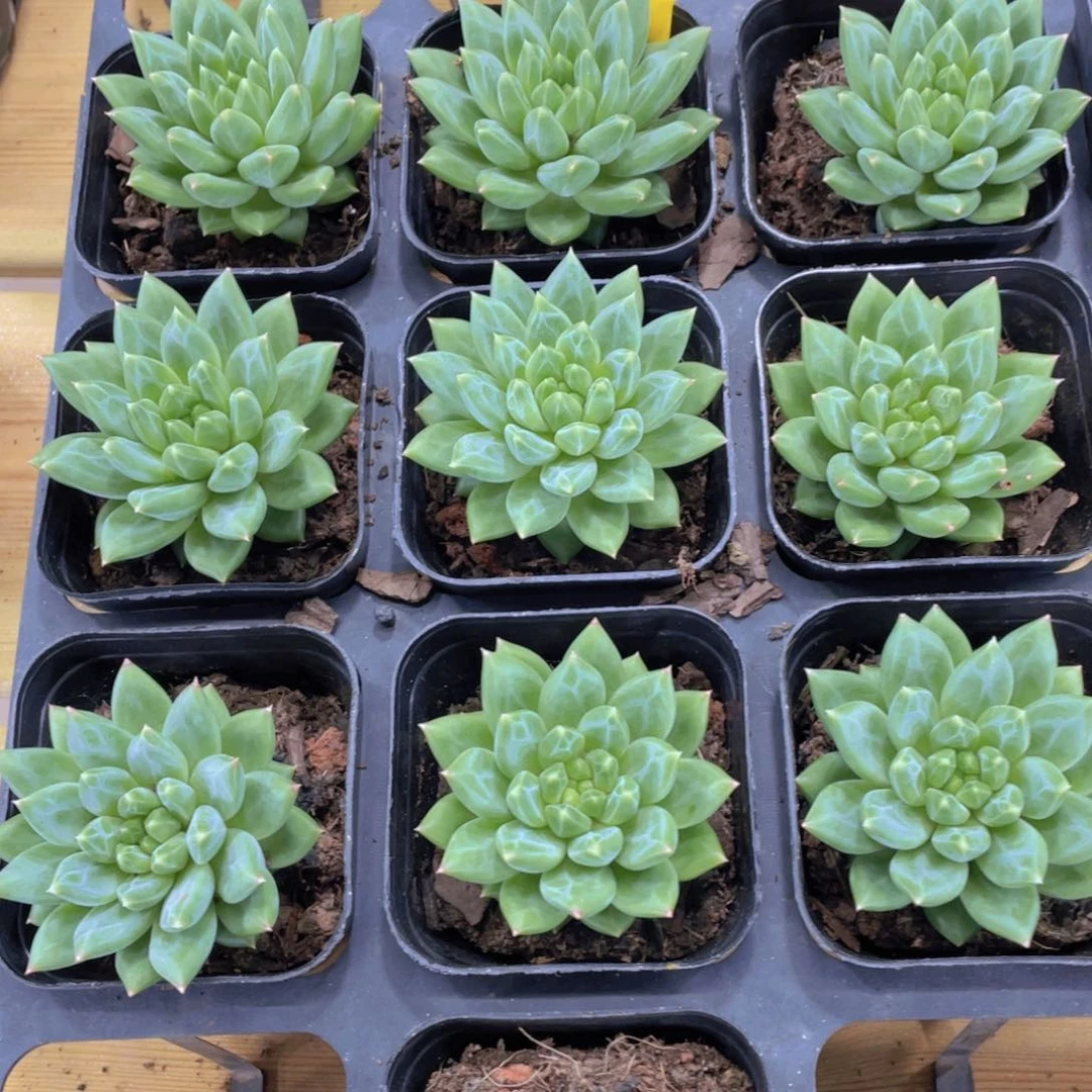 695号 钻石甲骨文陨石单头一个