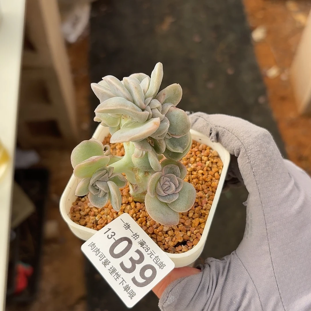 可爱玫瑰缀化无盆土，我