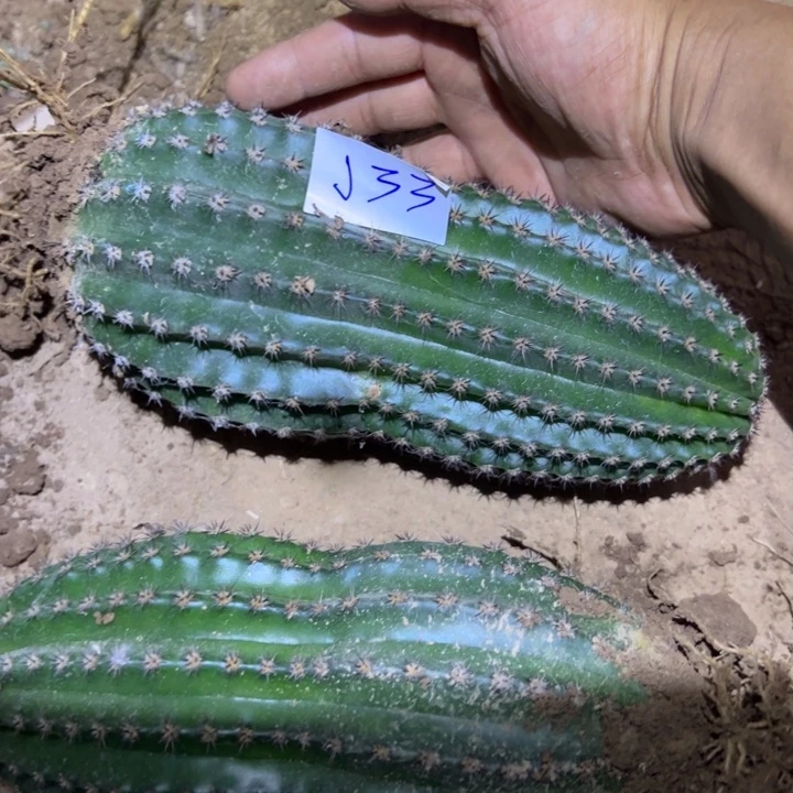 一***）J33金妞蓉蓉454545