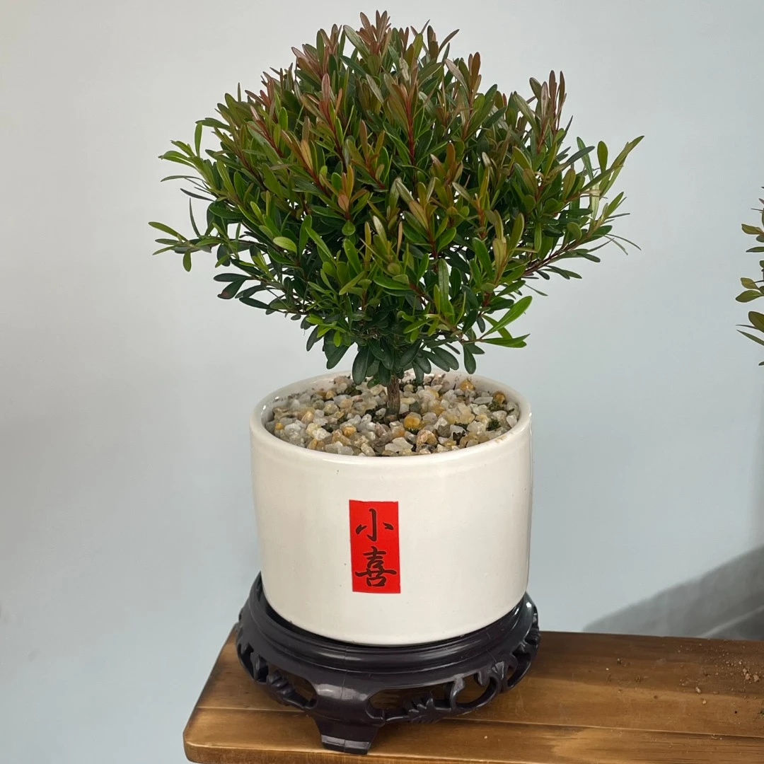 小叶赤楠老桩盆景苗植物金丝楠木办公室内桌面绿植小盆栽四季好养