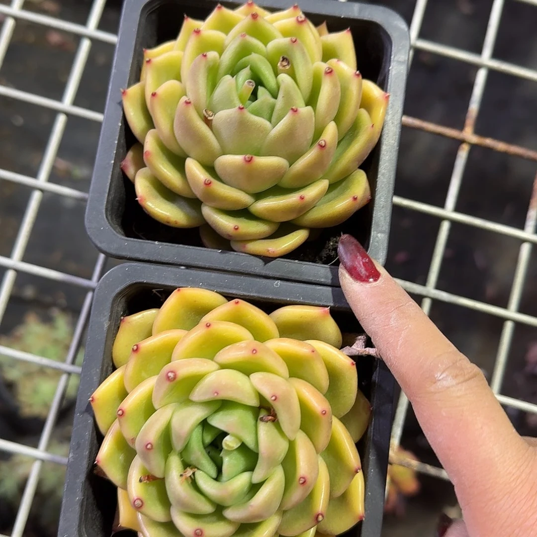 白玫瑰单头多肉植物