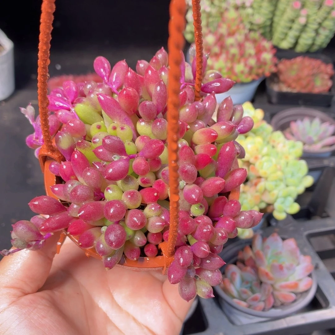 紫金葡萄多肉9.9包邮发货
