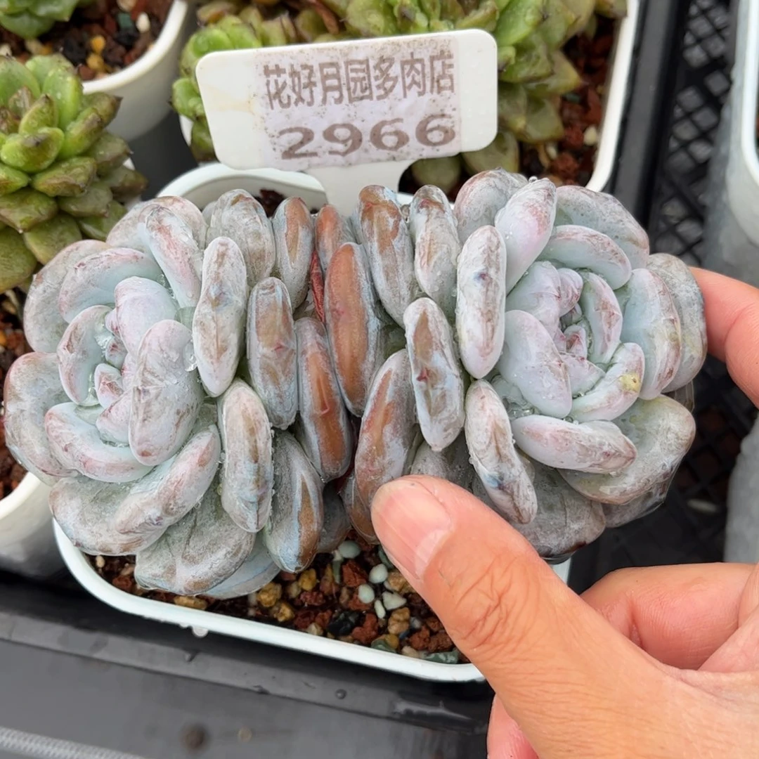 沐***离多肉植物2966…………