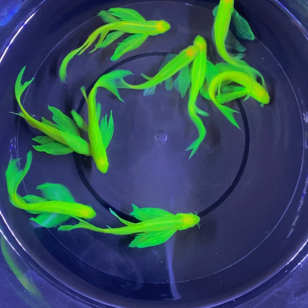 斑马鱼蝶翼斑马翡翠绿