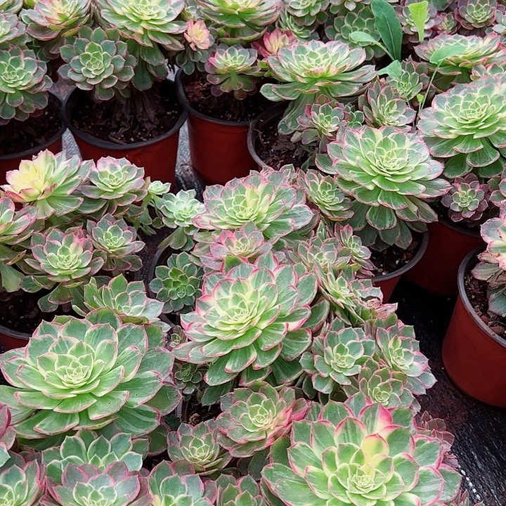 万花筒多头发货多肉