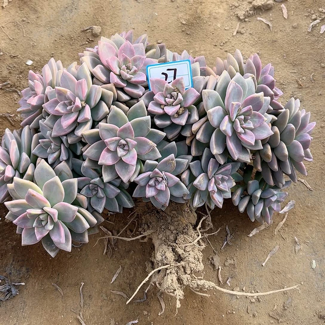 大***家27号淡雪缀化一物一拍