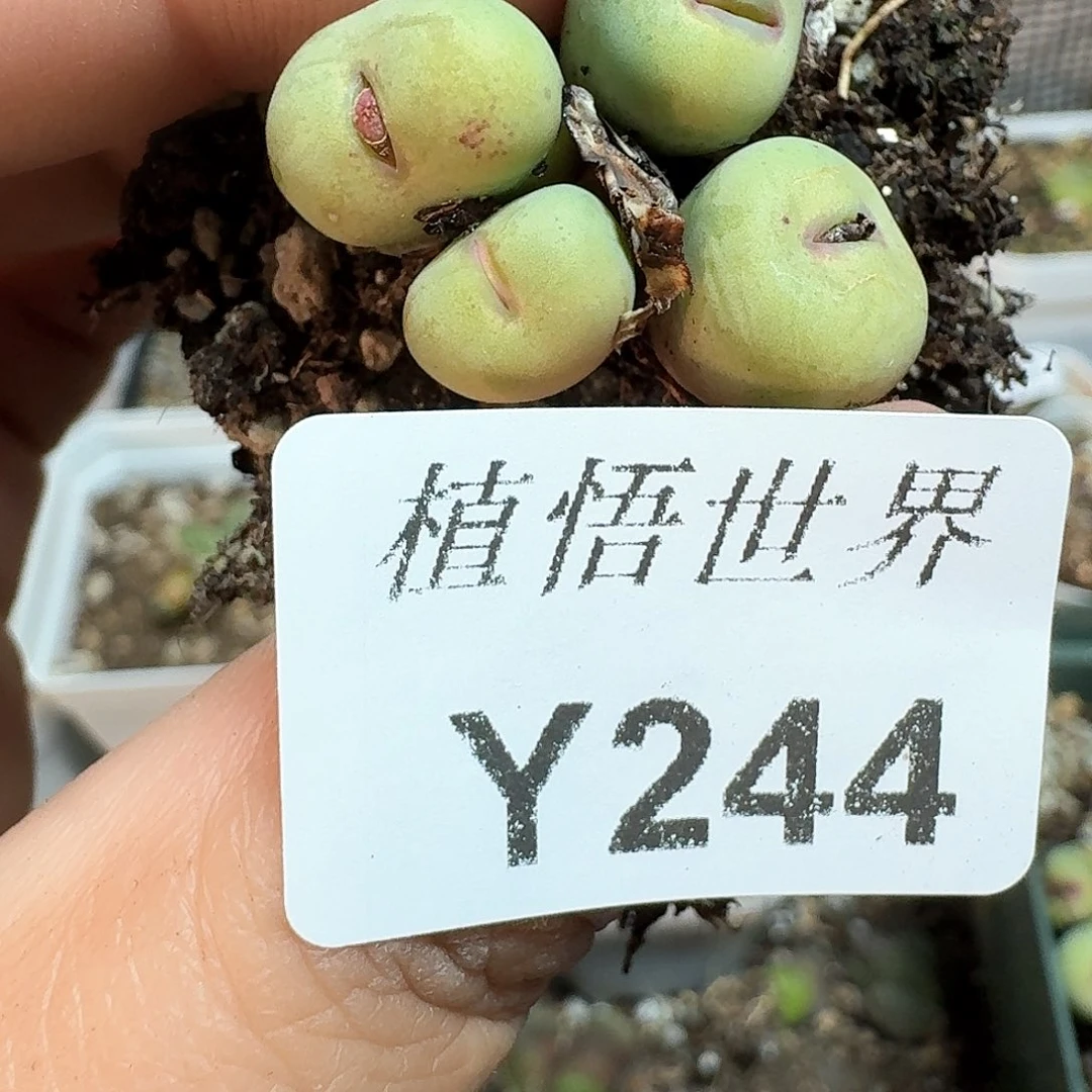 244号多肉植物哇d f