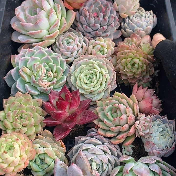 197 多肉植物盆栽花卉盆栽