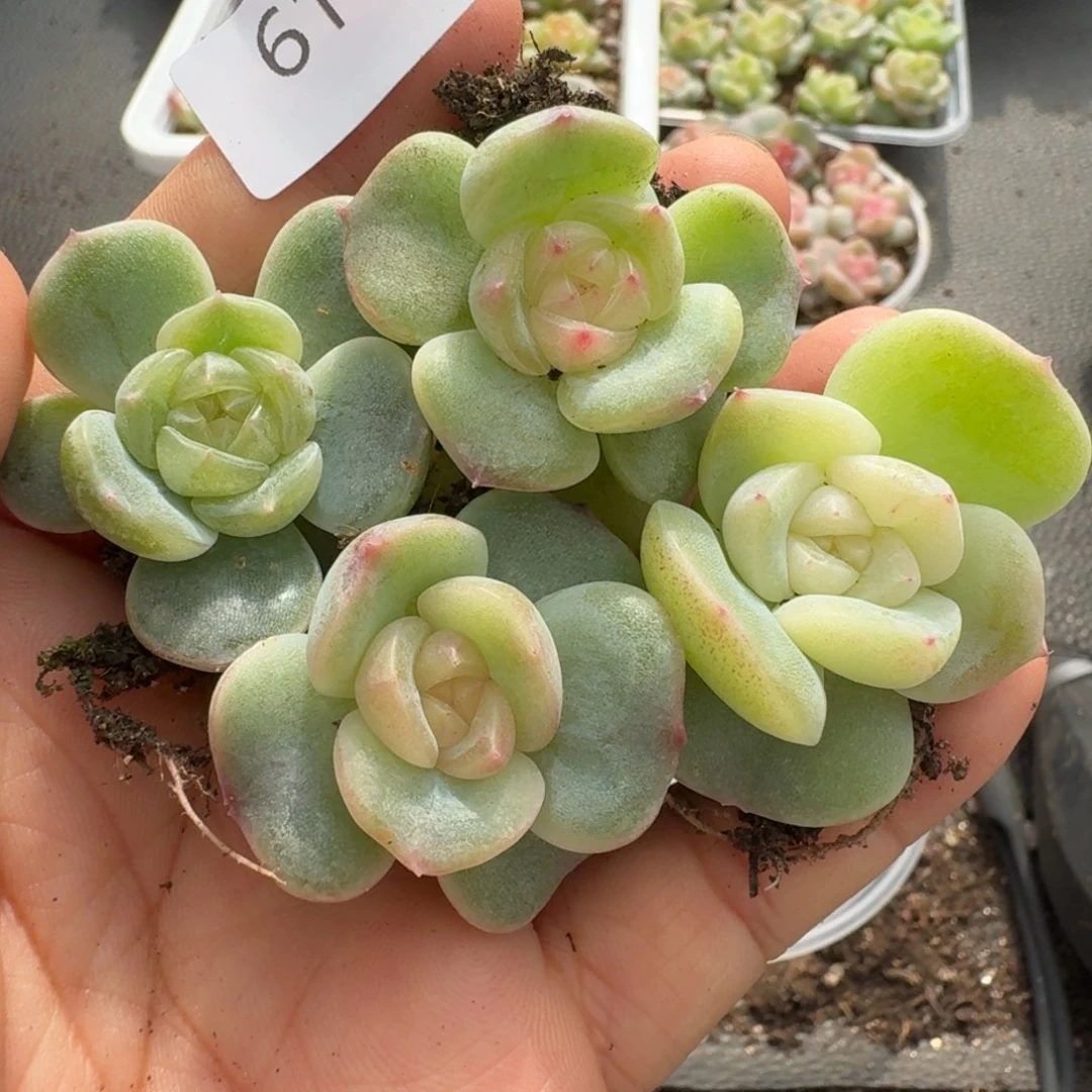 一物一拍一物一拍1110-610