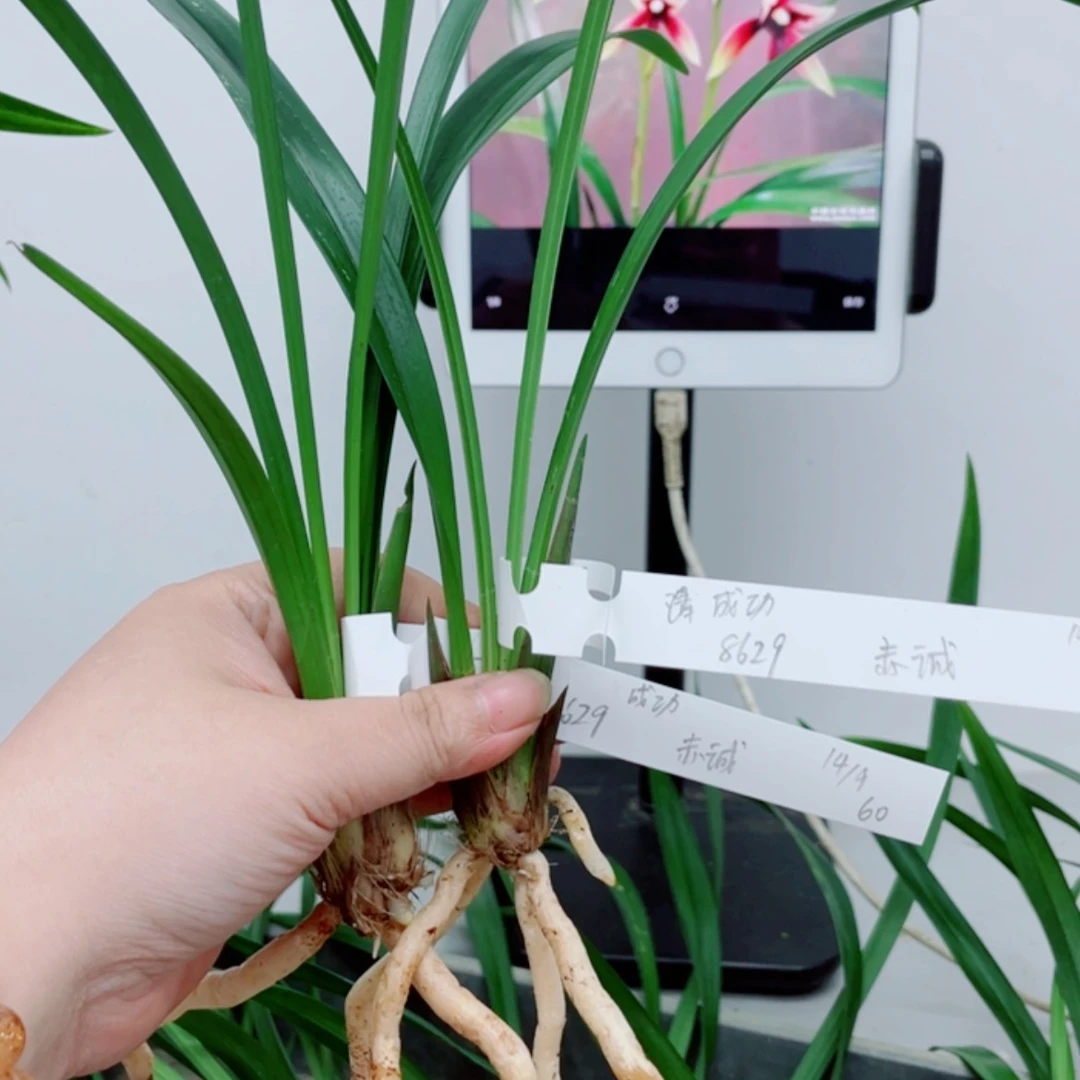 【闪购商品】无花朵成****）