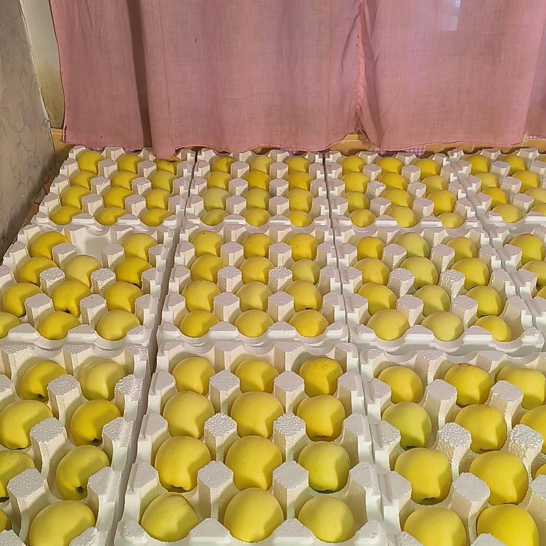 黄金维纳斯黄金维纳斯脆爽多汁