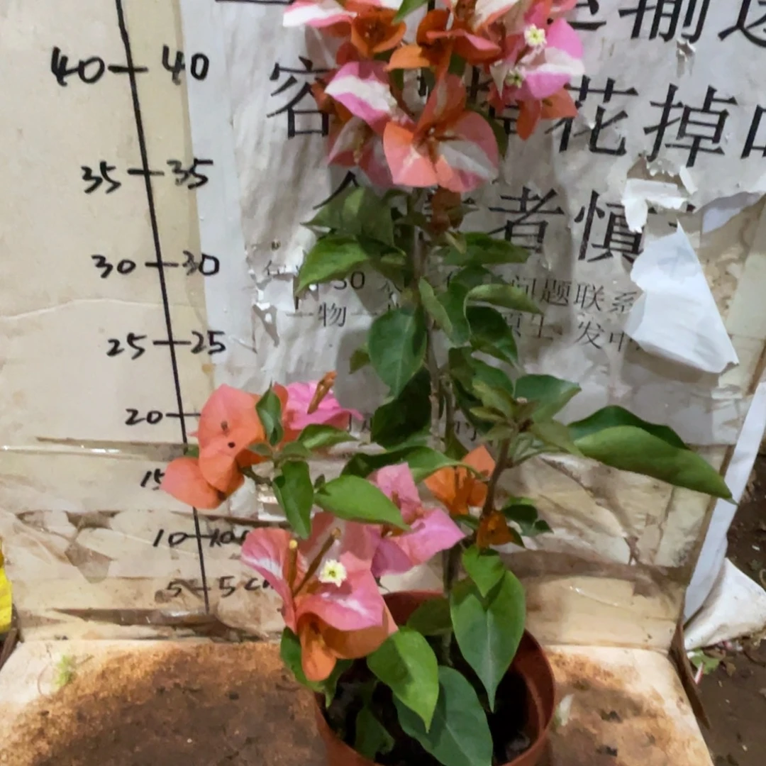 蚂***嘿当前无花栽培后可以开花1-0652