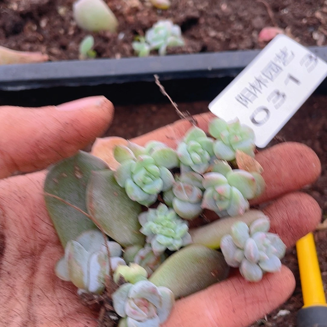 多肉植物多肉植物313