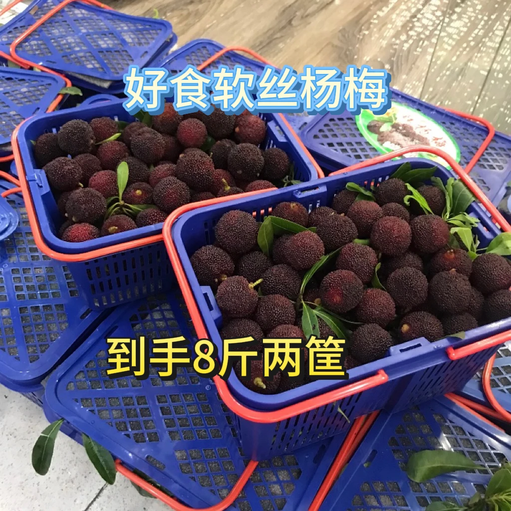金灶杨梅季现摘乌梅软丝杨梅8斤装顺丰包邮（次日达）