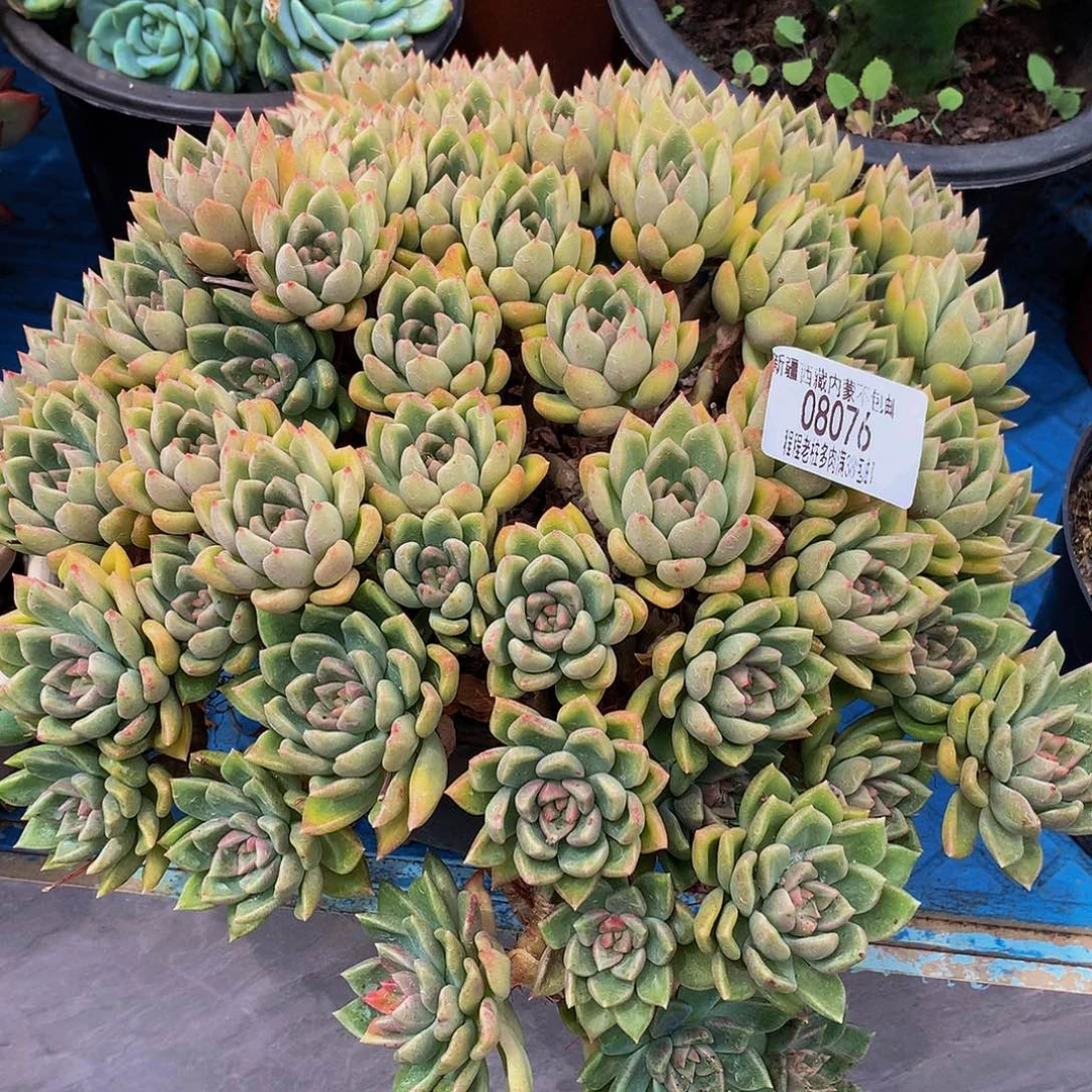 ****玖璀璨08076多肉多肉