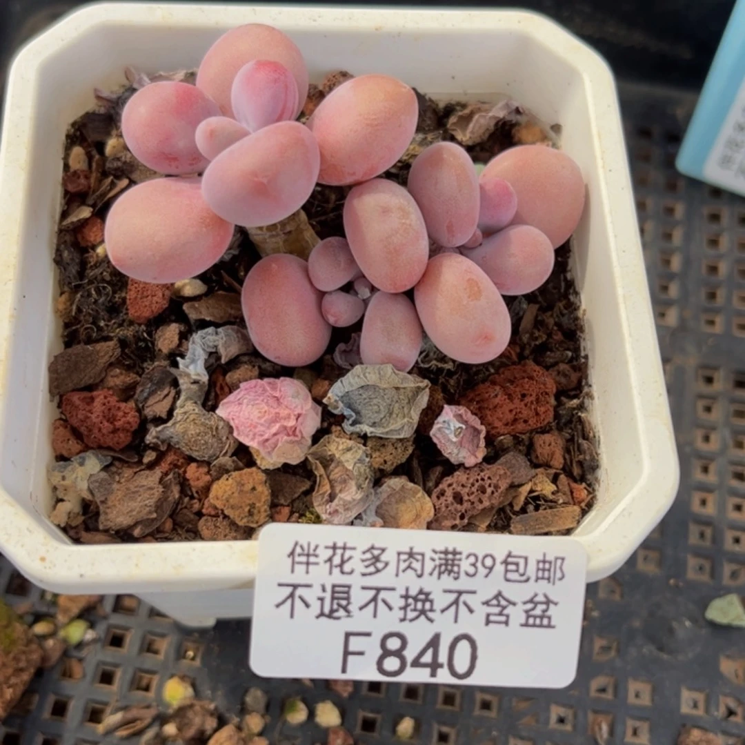 840-腰子桃蛋多肉5cm