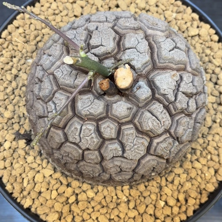 2600号龟甲龙带盆包邮尺寸13+