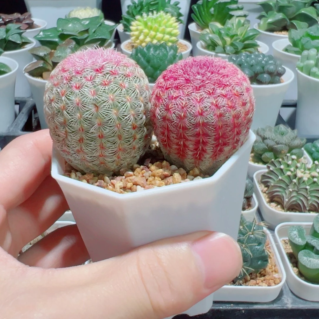 双头红太阳，八角杯种好