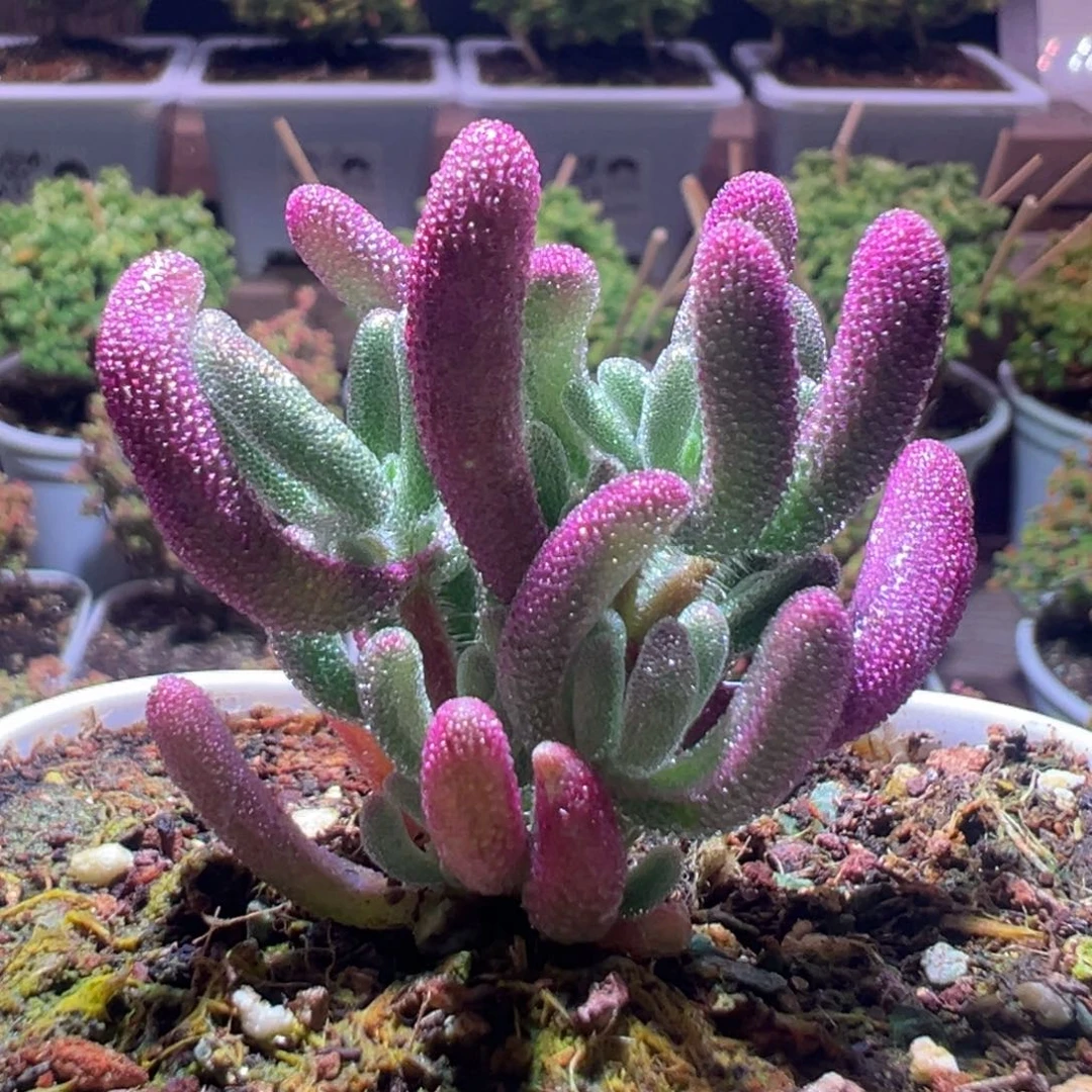 340紫闪光一物一拍带盆土发货