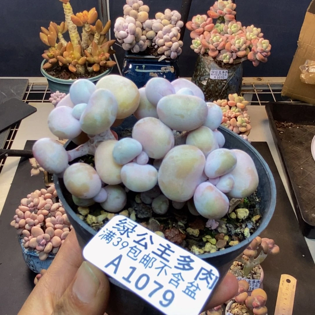 079腰子桃蛋多肉有砍