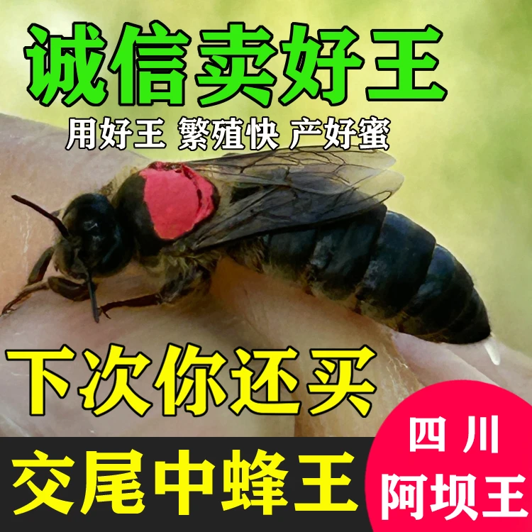 四川阿坝中蜂王新产王产卵王交尾王处女王中蜂种王蜜蜂王高原王筐