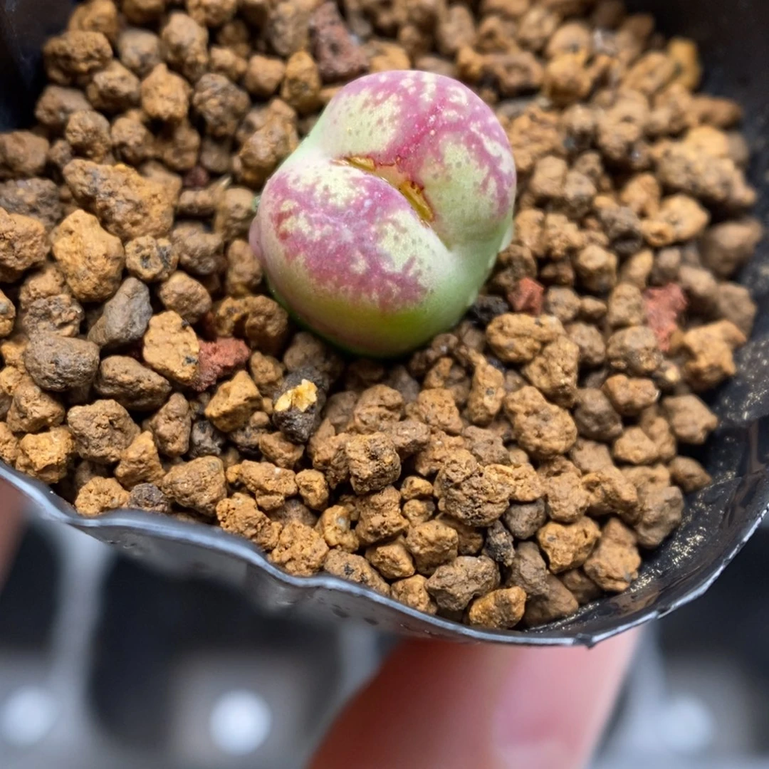 多肉植物肉锥杂交K-5672 墨杂 微瑕