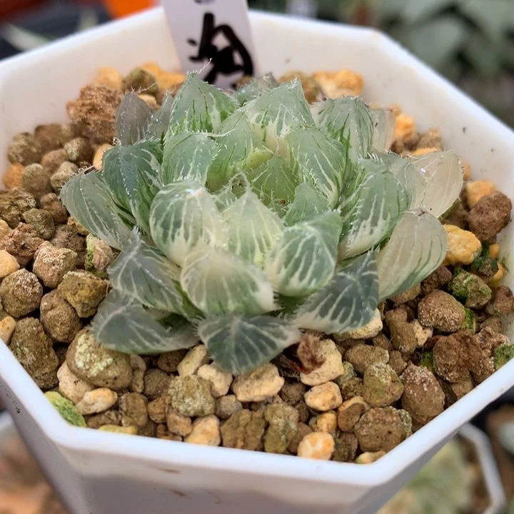 冰魄玉露锦，带盆一起