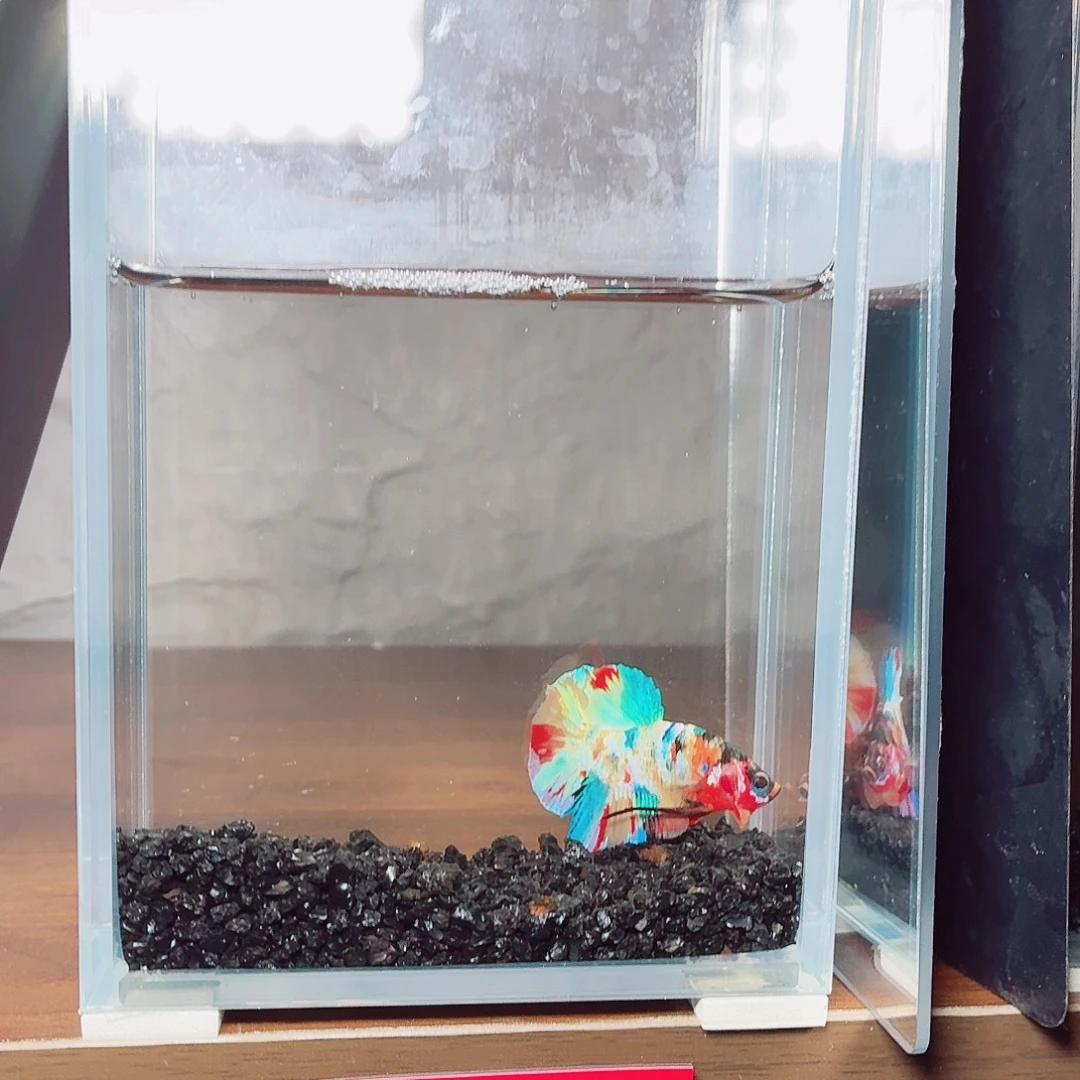 斗鱼彩糖子弹头公鱼