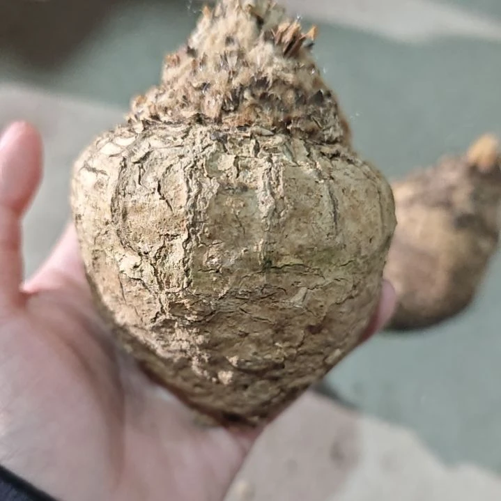 一物一拍，银叶多肉！！！