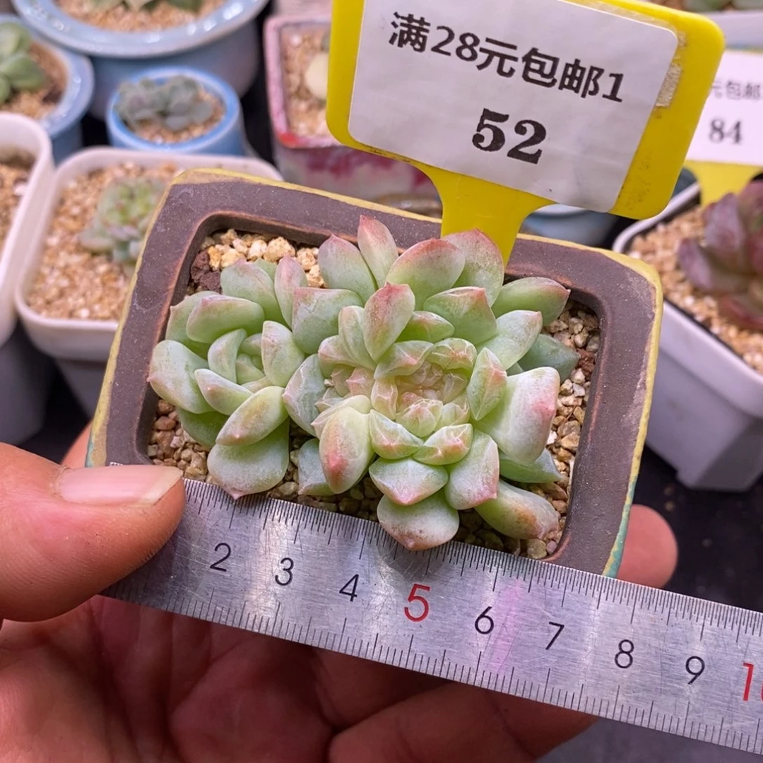 152梦幻泡影缀化多肉…………