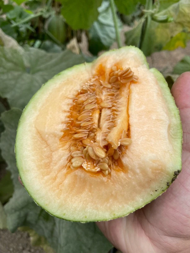 网文蜜瓜现摘现发