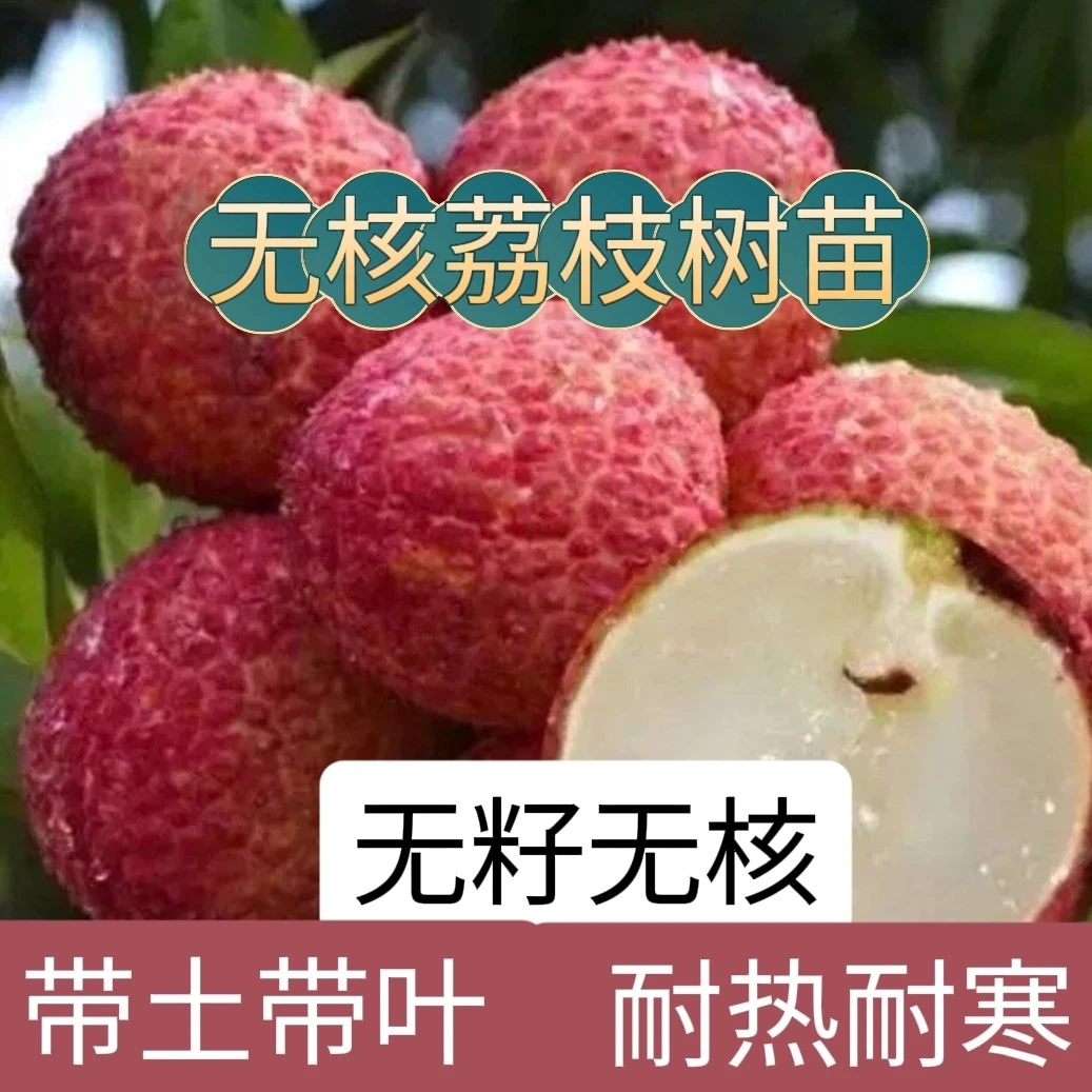 （带土带叶）荔枝树苗嫁接苗南方北方种无核笑绿化无籽桂味荔枝苗