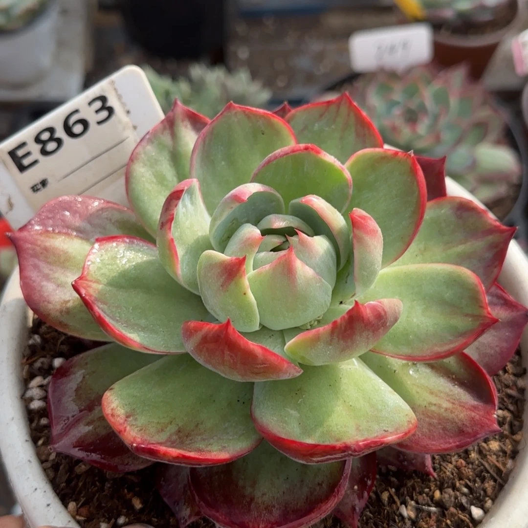 惊鸿一物一拍包装收缩花旱863