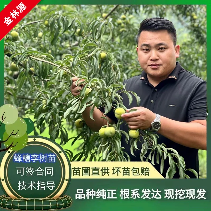 贵州六马正宗特大蜂糖李子树苗盆栽地栽一代嫁接苗原产地果树苗
