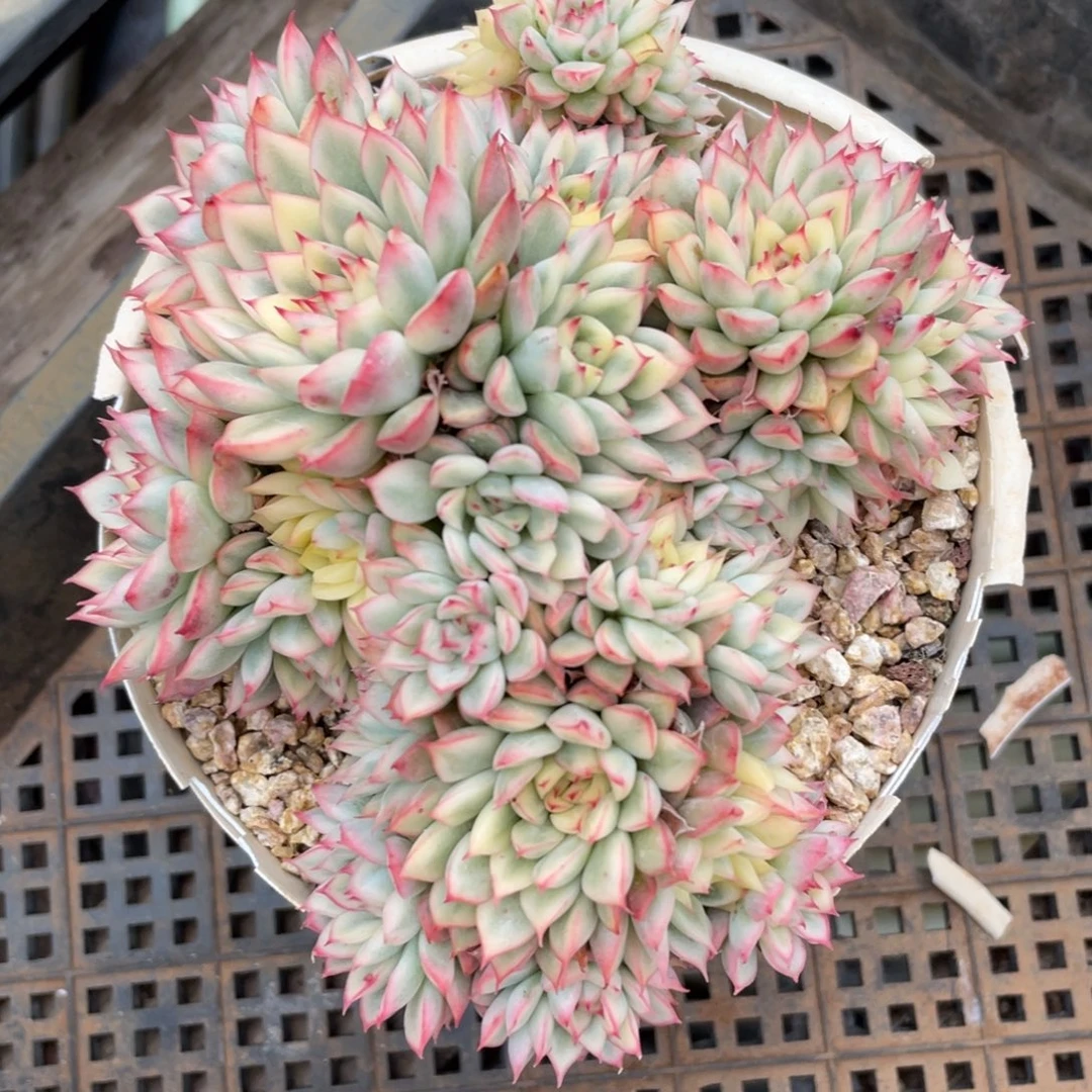 女雏锦群生1号多肉