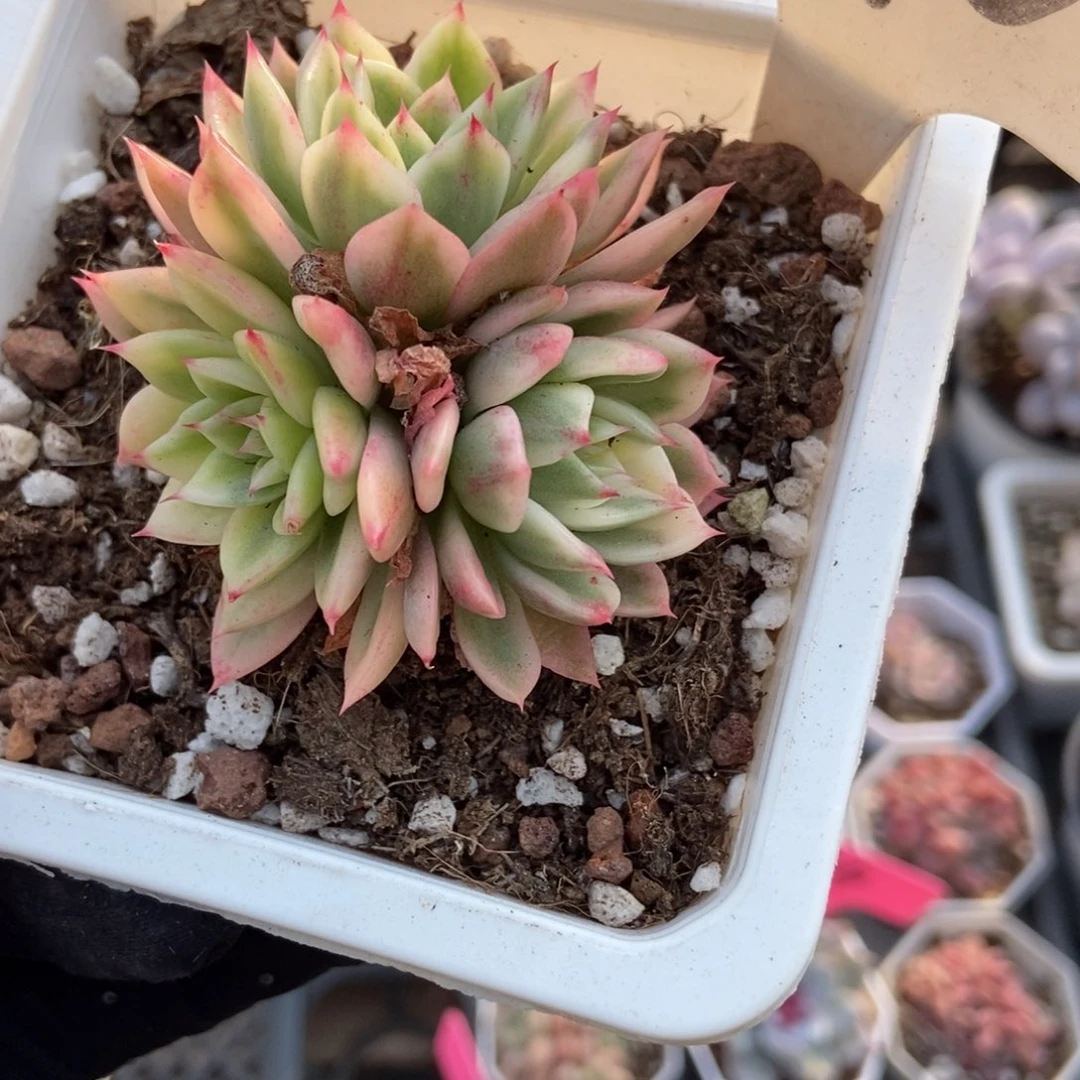 910蝴蝶飞锦多肉植物