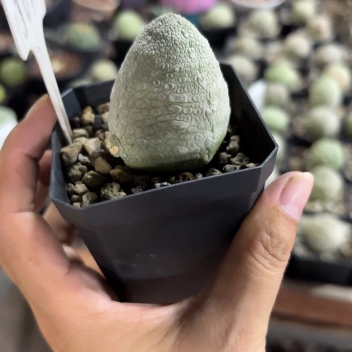 569实生凝蹄玉好美皮实