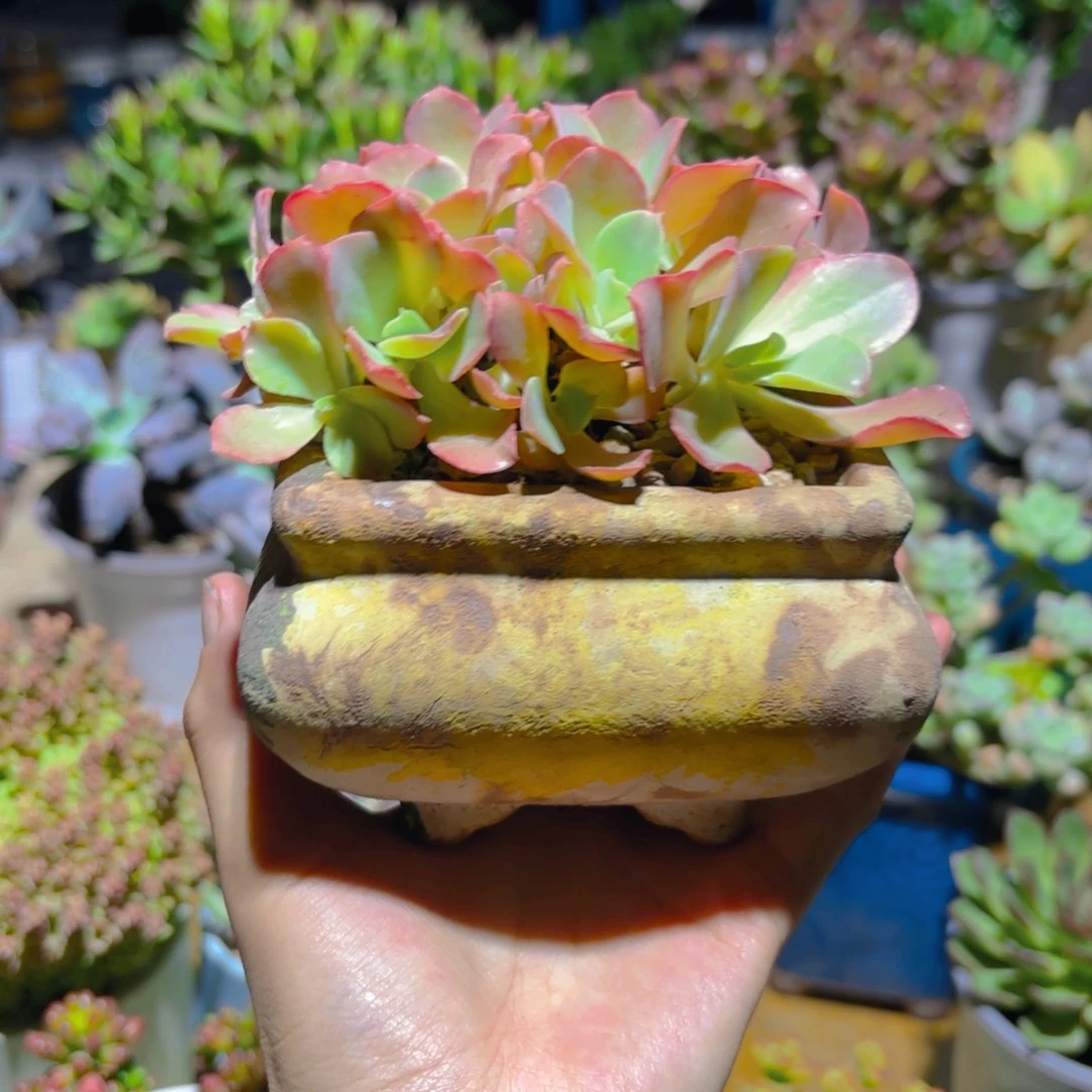 缀化带盆新疆包邮