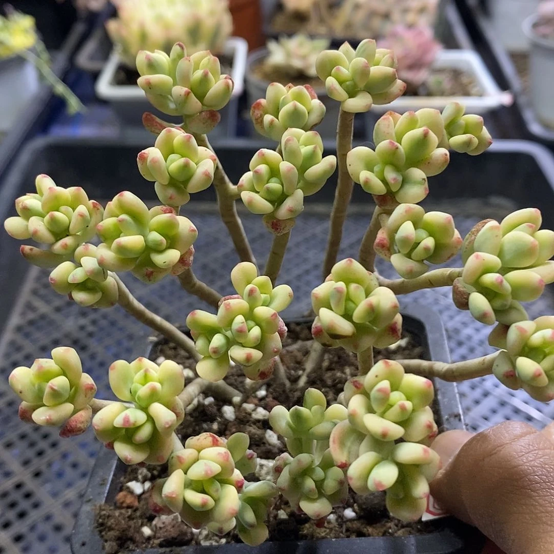 1250 米奇锦多肉植物