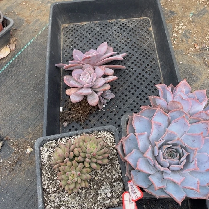 艾***娟露西娜一颗岩字一颗