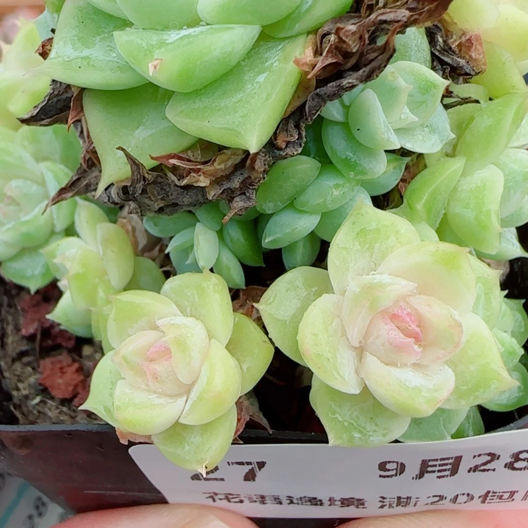 花语逸镜0928-27女王