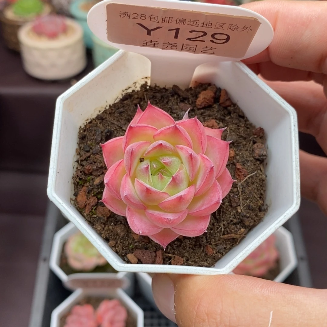 0129 粉水晶 3.5cm
