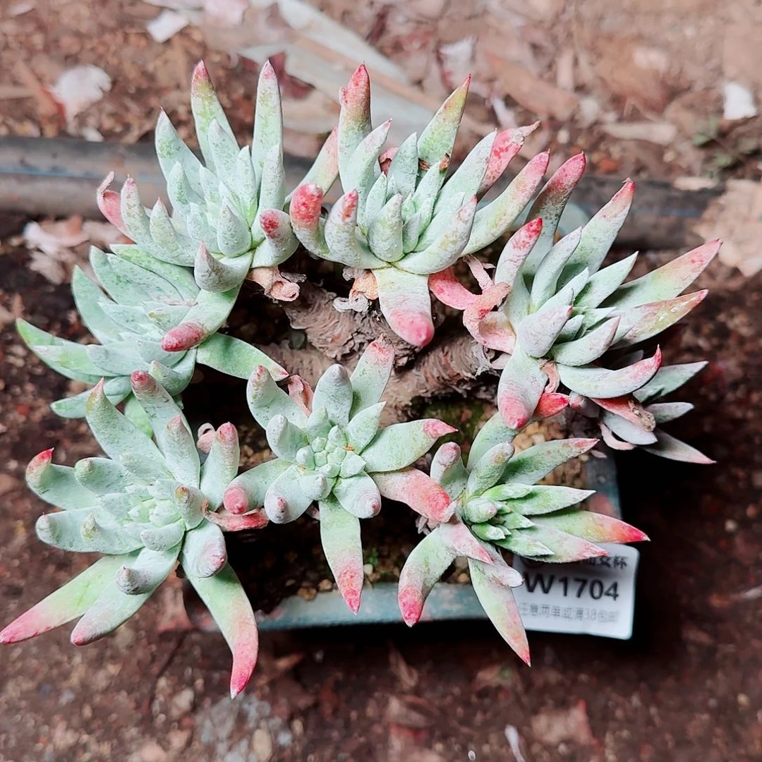 1704奥罗拉仙女杯多肉
