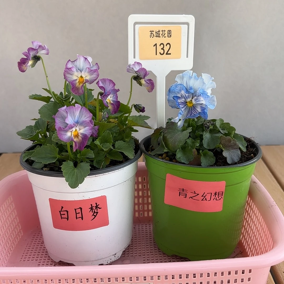 大部分开放少量花苞132