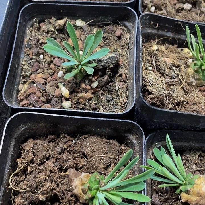 小菠萝2.8带盆土发