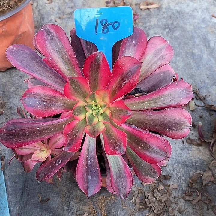 180 一颗美杜莎法师（断指没有售后