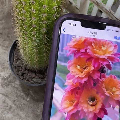 时光仙人球，258900