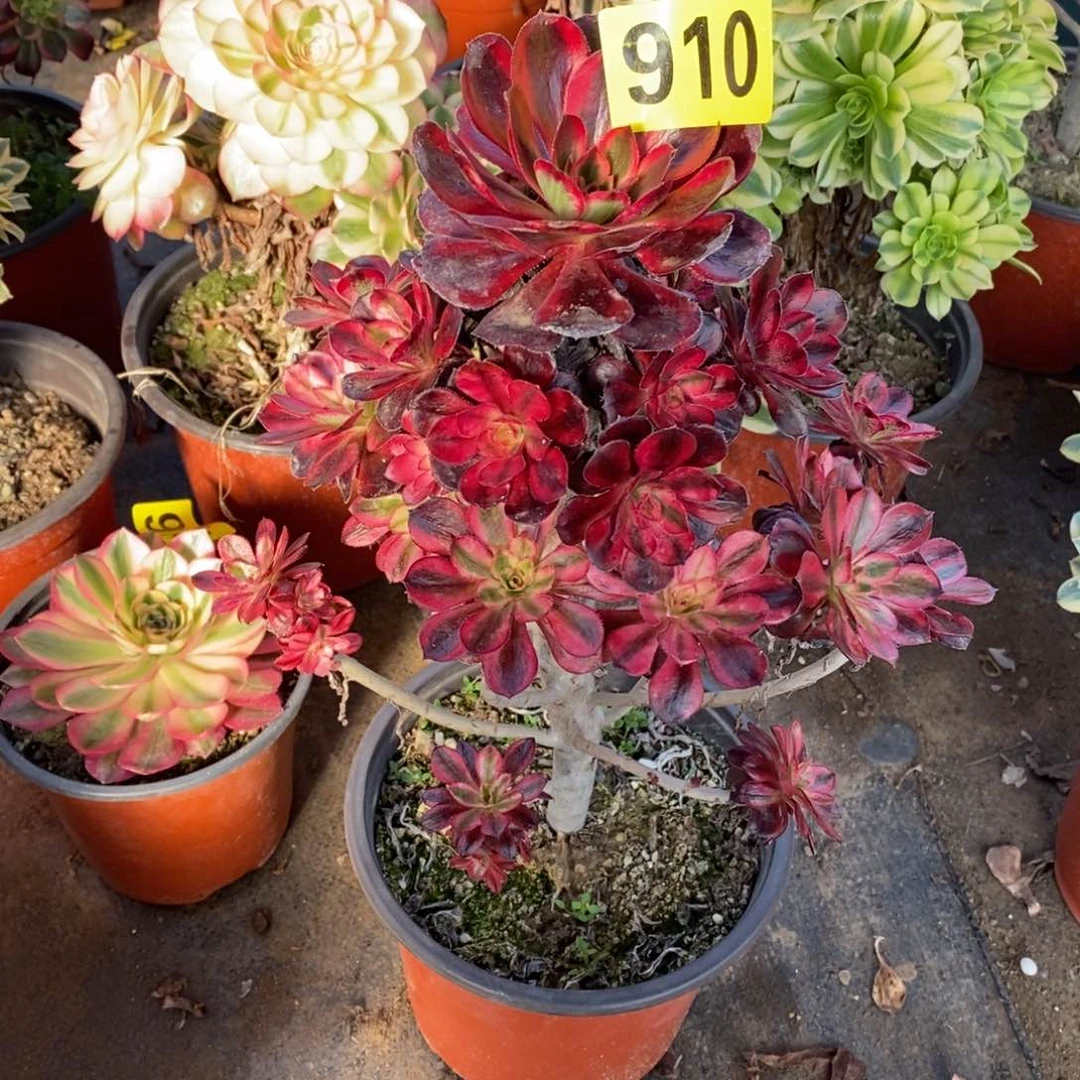 香奈多肉法师910